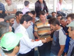 Şuhut'ta 32 Vatandaşa Koyun Ve Koç Dağıtıldı