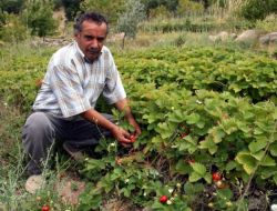Organik Çilek, Göçü Durdurdu!