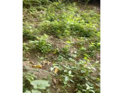 Jandarma Bin 27 Kök Kenevir Ele Geçirildi