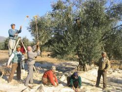 Üreticiye Zeytini Tırmıkla Toplayın Çağrısı