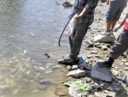 Sakarya Nehri'nde Toplu Balık Ölümleri Meydana Geldi