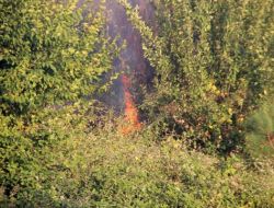 Yangın Nedeniyle Ağaçlandırılan Ormanlık Alan Yeniden Yandı