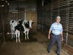 Hırsızlar 13 Büyükbaş Hayvanı Kamyona Yükleyip Götürdü