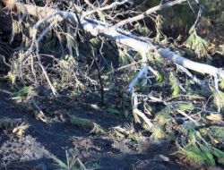 ORMAN YAKAN 2 KİŞİ TUTUKLANDI