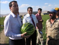 Muş Karpuzu İzmir Pazarına Sunuluyor!..