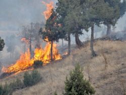 Zile'de 15 Dönümlük Ormanlık Alan Yandı