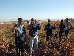 Fiyat Düşüklüğünü Protesto Eden Üreticiler Üzümleri Toplamayacak