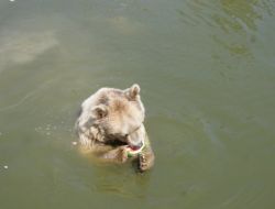 Sıcaktan Bunalan Ayılar Karpuzla Serinliyor