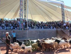 730. Ertugrul Gazi'yi Anma Ve Sogut Senlikleri