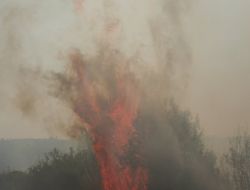 Kadirli’de 7 Dönüm Kızılçam Ormanı Yangında Kül Oldu