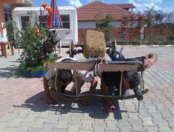 Kendilerini Kara Sabana Bağlayarak Susuzluğu Protesto Ettiler