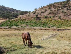 Tozdan Etkilenen Üzüm Bağlarında Verim Düştü