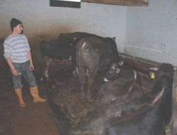 Besiciler, Kurbanlıklarını Besiye Çekti, Kurban Bayramı'nı Beklemeye Koyuldu