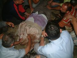 İnekler Kazaya Neden Oldu!