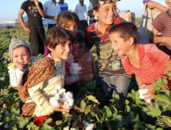 Okul Harçlıklarını Pamuk Toplayarak Çıkartıyorlar