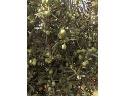 “çukurova'da Zeytin Araştırma Merkezi Kurulmalı”