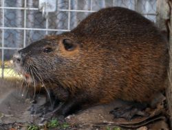 Sınırı Geçen Su Maymunu Koruma Altına Alındı