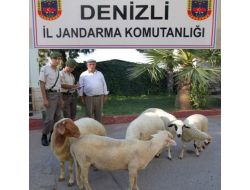 Koyun Hırsızını, Gübre Ele Verdi!