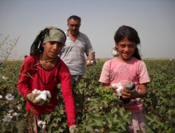 Şanlıurfa'nın 120 Bin Tarım İşçisi Öğrencisi Var