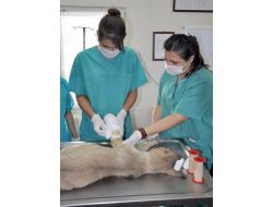 Hayvan Barınağı, Avrupalı Öğrencilere Staj Merkezi Oldu