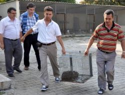 Su Maymunu Bilimsel Araştırma İçin Kırıkkale’ye Götürüldü