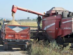 Gönenli Çeltik Üreticileri Son Sekiz Yılın En İyi Dönemini Yaşıyor