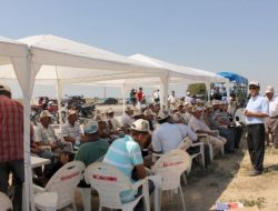 Yeni Tohum Türleri Pamuğun Verimini Artırdı