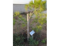 Şahin'in Diktiği Çam Fidanı Kurumaması İçin Düzenli Olarak Sulanıyor