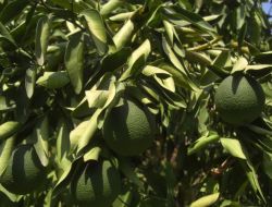 Erzin’li Narenciye Üreticisi Yağmur Duasına Çıktı