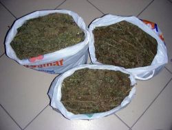 Batman'da  Esrar  Operasyonu