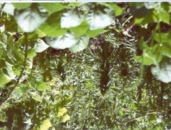 ŞİRVAN'DA KENEVİR ELE GEÇİRİLDİ