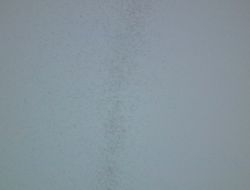 Sineklerin Garip Hareketleri Görenleri Şaşırttı