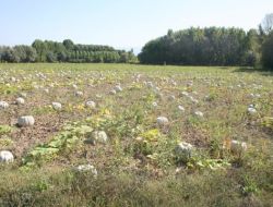 Kursu Tamamlayan Kabak Yetiştiricileri, Ürünlerini Toplamaya Hazırlanıyor