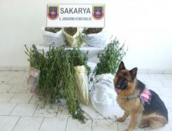 Esrarı Narkotik Köpeği Adak Buldu!