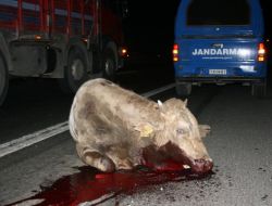 Tem'de Meydana Gelen Kazada 10 Büyükbaş Hayvan Telef Oldu