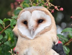 Uçamayan Yavru Baykuş Koruma Altına Alındı
