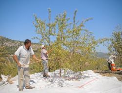 Ege Bölgesi'nde Badem Hasadı Başladı