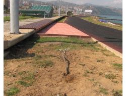 Şehir Magandaları Parktaki Ağaç Ve Bankları Kırdı