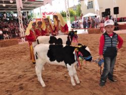 Edirne’nin En Güzel İnekleri Festivalde Yarıştı
