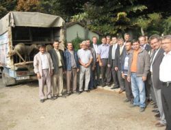 Saruhanlı'da Dokuz Aileye Koyun Ve Koç Verildi