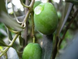 Yağmur Hataylı Üreticiye Bayram Yaşattı