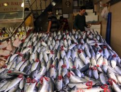 Samsun'da Palamut Ucuzladı, Mezgit Pahalandı