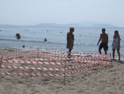 Kuşadası Sahilindeki Caretta Caretta Yumurtalarından Yavru Çıkmadı