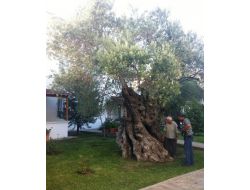 Bu Ağaç 7,5 Asır Öncesini Gördü