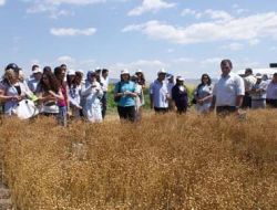 Yağlı Tohum Açığını Yerli Kolza Kapatacak
