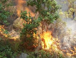 Kozan'da 20 Hektar Ormanlık Alan Yandı