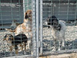 Büyükşehir Belediyesi, 2 Bin 648 Sokak Hayvanını Rehabilite Etti