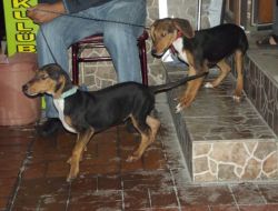 Edremit’te Av Köpekleri Aşılandı