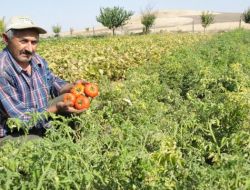 Polatlı’da Pembe Domates Üretimi Yaygınlaşıyor