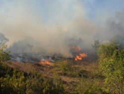 Zonguldak'ta Çalılık Alan Yandı